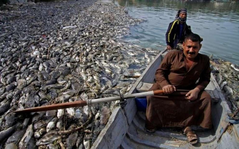 An Iraqi man steers his boat around dead carp floating on the Euphrates River, afer the fish were jettisoned from nearby farms