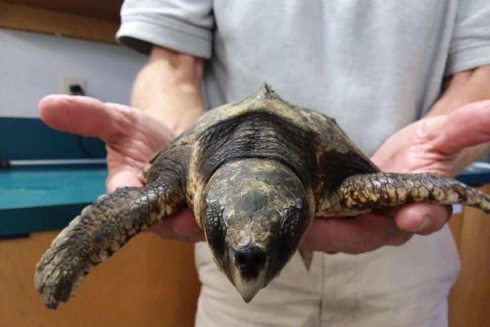 Hundreds of stunned turtles wash up on US shores after getting caught ...