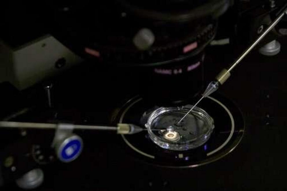 In this Oct. 9, 2018 photo, an embryo receives a small dose of Cas9 protein and PCSK9 sgRNA in a sperm injection microscope in a laboratory in Shenzhen in southern China's Guangdong province. Chinese scientist He Jiankui claims he helped make world's firs