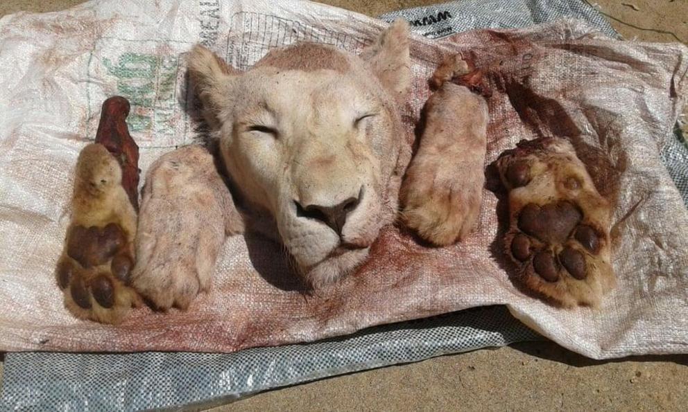 Lion’s head and paws retrieved after a suspect was arrested in connection with the killing of a lion at Ingogo Safaris game lodge in Alldays, South Africa.