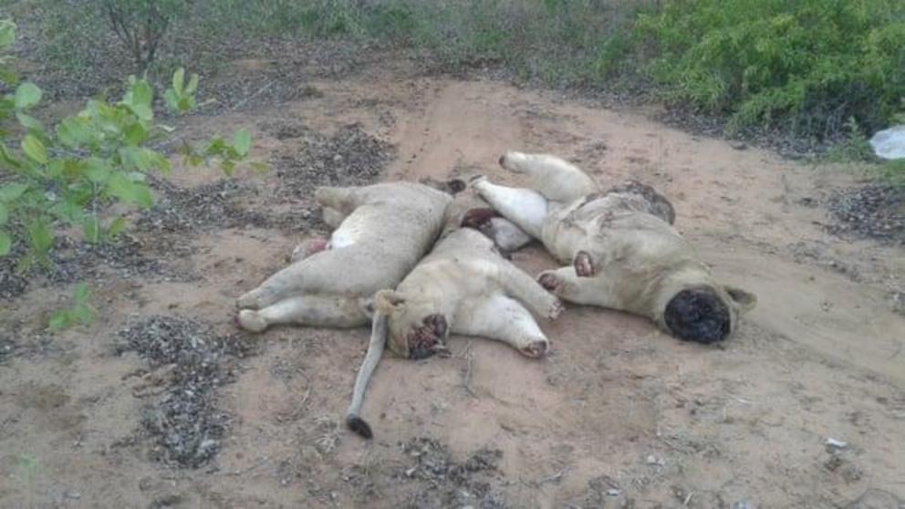 Corpses of two young male lions and one young female lion, Limpopo national park. 