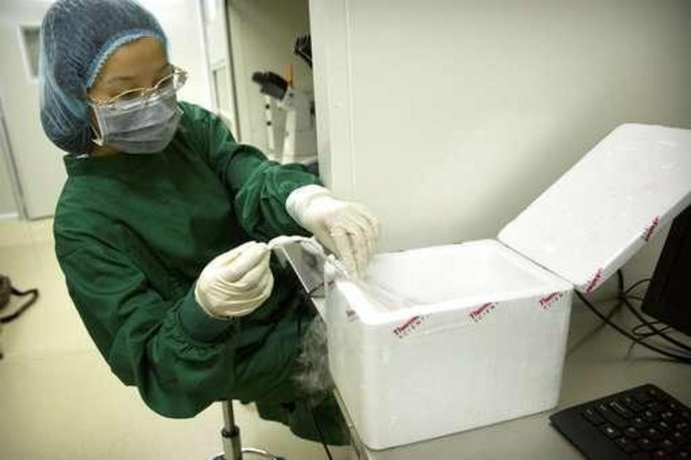 In this Oct. 9, 2018 photo, Zhou Xiaoqin places an embryo in its storage tube into a liquid nitrogen bath after its removal from cryostorage at a laboratory in Shenzhen in southern China's Guangdong province. Chinese scientist He Jiankui claims he helped 