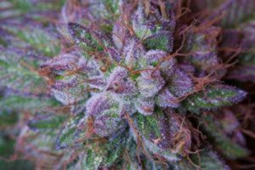 Anthocyanins found is this particular strain will give it a “Fruity” Flavor