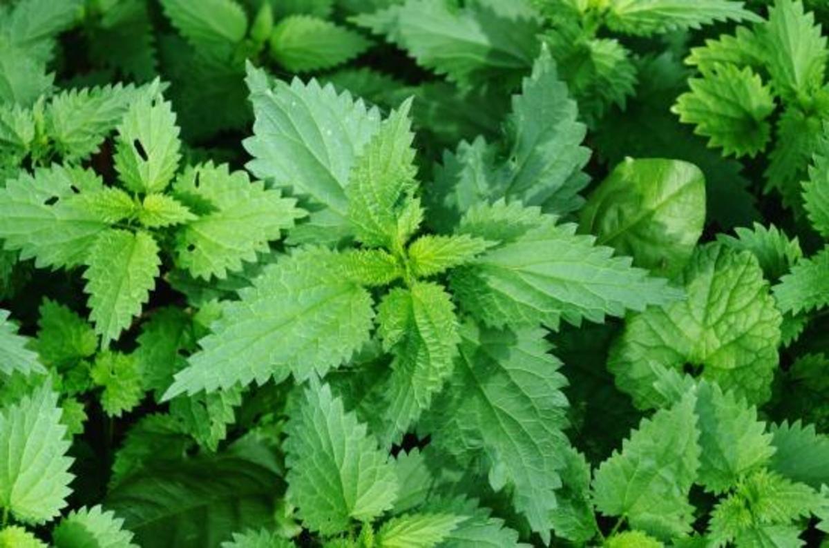 The medicinal power of nettles - Nexus Newsfeed