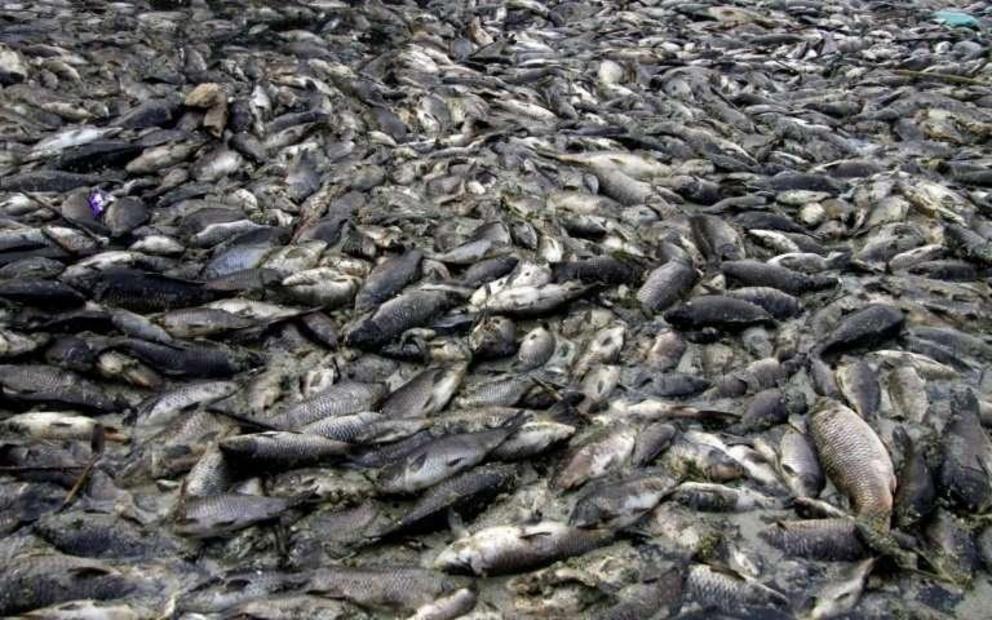 Dead carp float on the Euphrates River—among hundreds of thousands that have perished, leaving fish farmers facing ruin