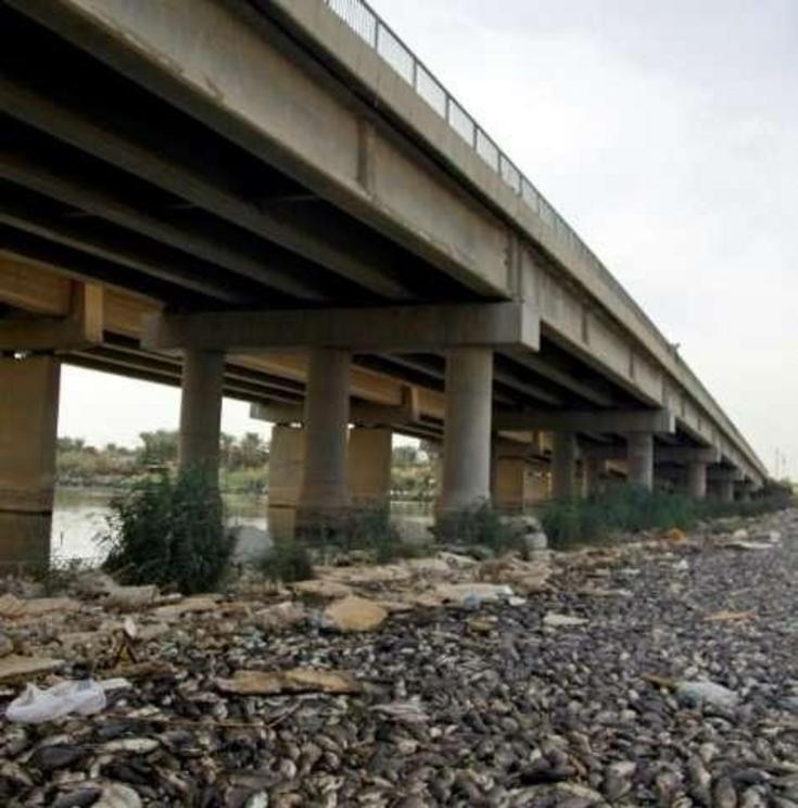 Dead carp piled up on the Euphrates River—among hundreds of thousands that have died in mysterious circumstances