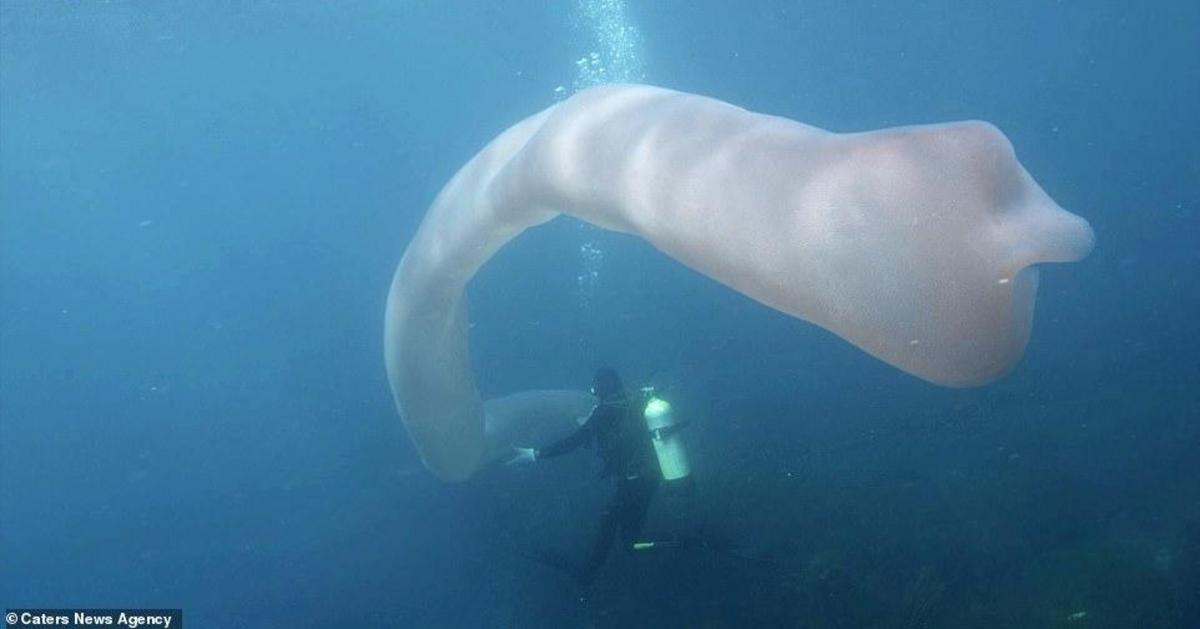 Divers are dwarfed by a 26-foot-long 'sea pickle' - Nexus Newsfeed