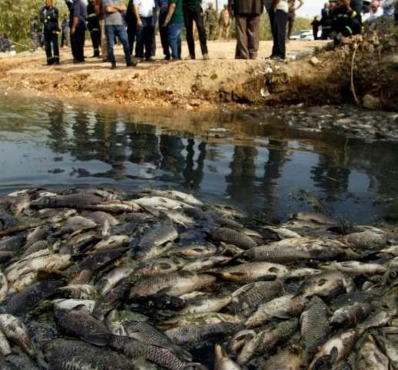 Iraqi men look towards dead fish jettisoned from nearby farms, as they float on the Euphrates River near the town of Saddat al-Hindiyah