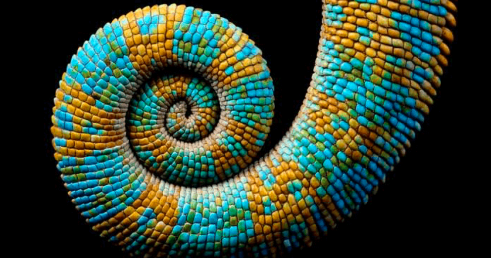 Spiral geometry in nature.