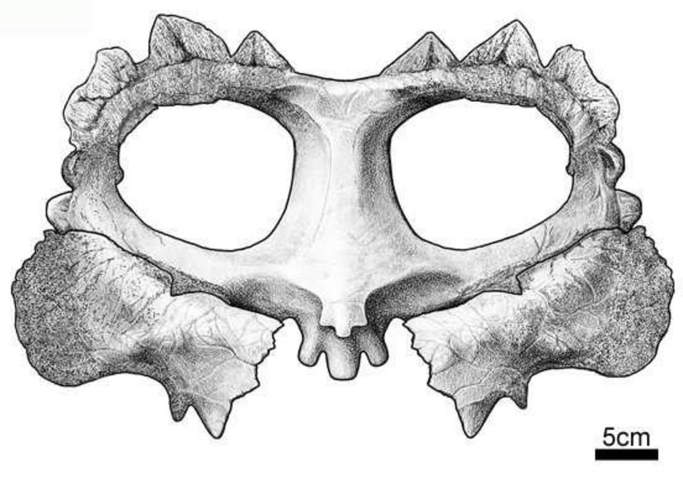 Crittendenceratops frill.