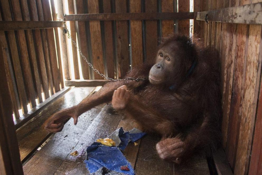 When the IAR rescue team found her, Amy was found chained by her neck in a dark wooden cage.