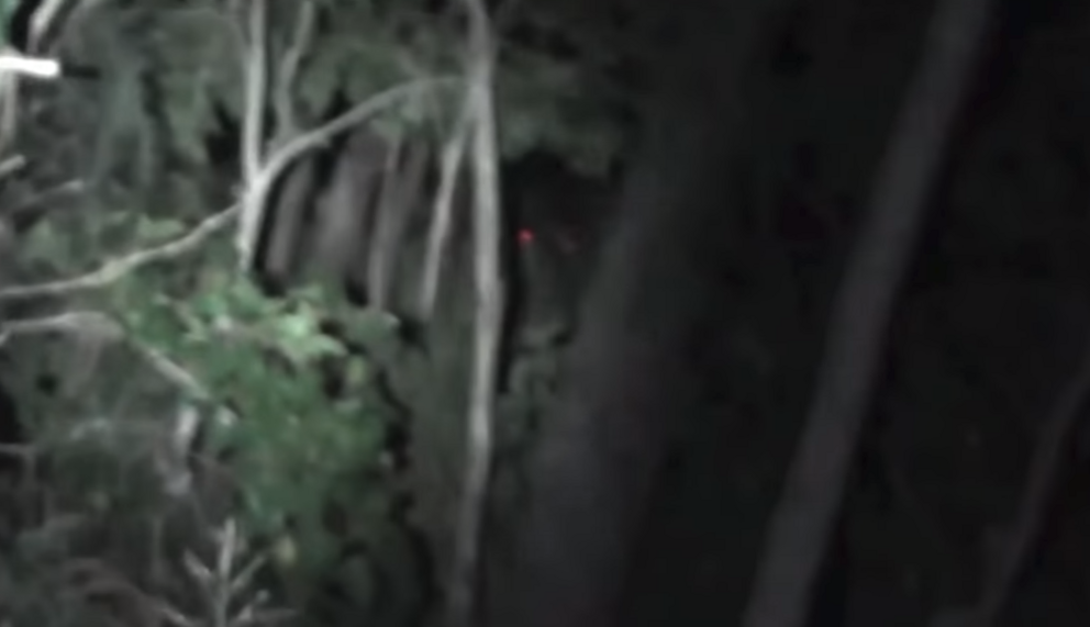 Two “red eyes” show up in the Australian bush. Credit: Nv TV