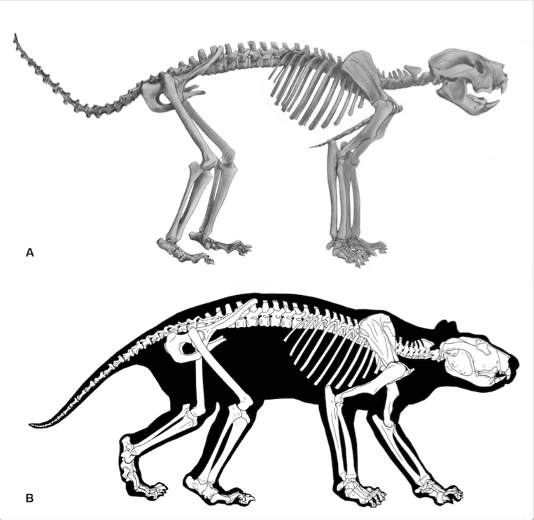 A reconstruction of T. carnifex‘s skeleton (A) and body outline (B) based on multiple recent fossil finds that allowed researchers to recreate the predator’s biomechanics.
