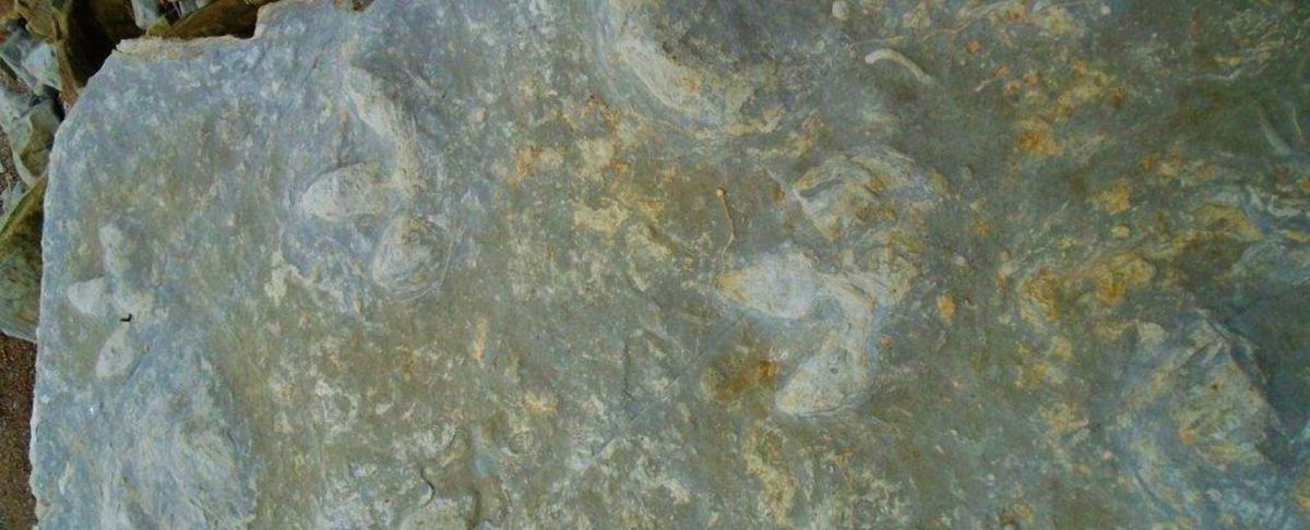 85 incredibly detailed dinosaur prints have suddenly emerged in England ...
