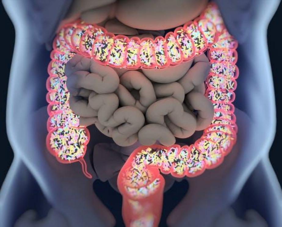 The large intestine is filled with a community of bacteria and other microorganisms that are essential for good health. One of these naturally occurring gut bacteria was re-engineered by Synlogic and altered to help treat the genetic disease PKU.