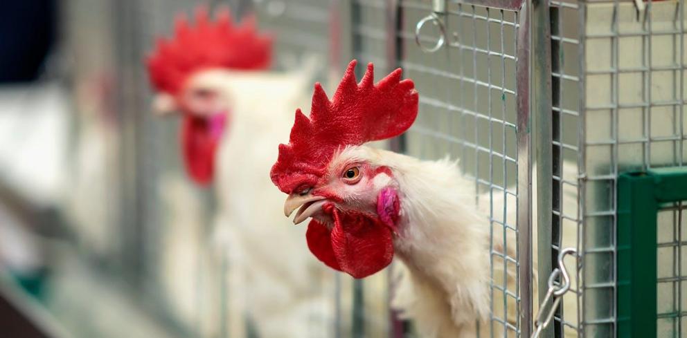 How chickens became the ultimate symbol of the Anthropocene - Nexus ...