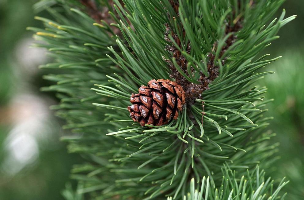 so-what-is-pine-oil-learn-more-mediterranean-pine-oil