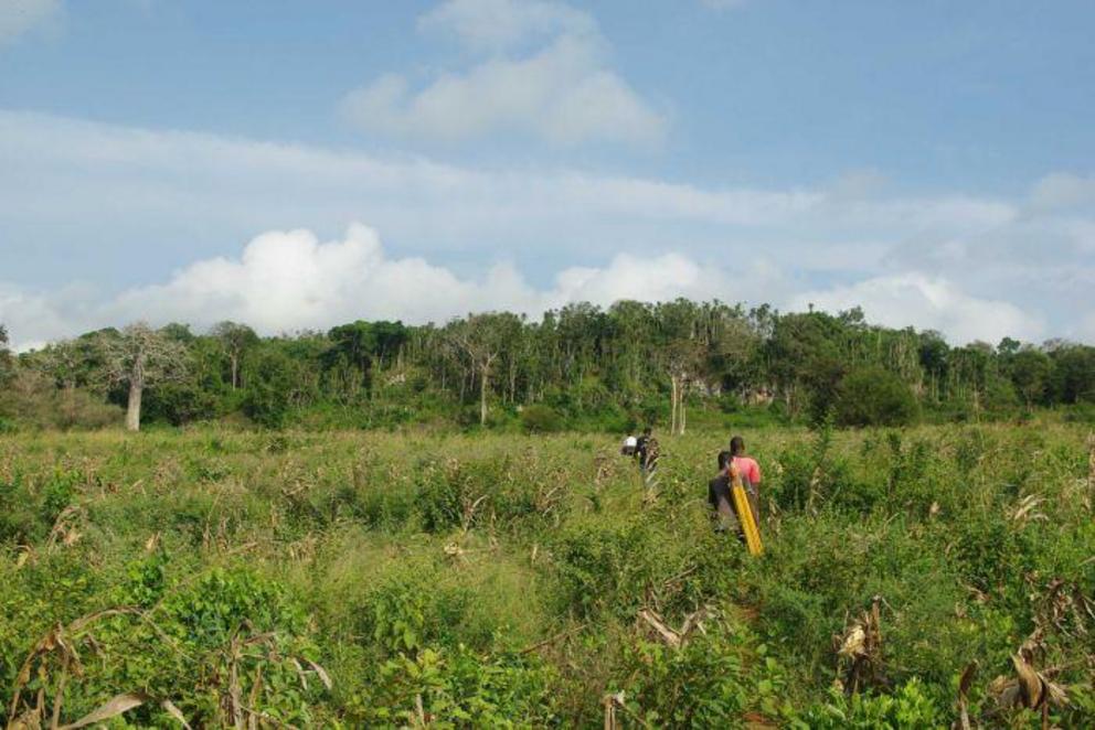 Dr Shipton said it was highly unusual to find a site where early Homo Sapiens were living in a tropical forest.