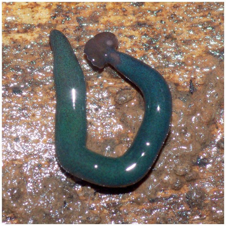 Diversibipalium sp. 'blue' from Mayotte, Indian Ocean