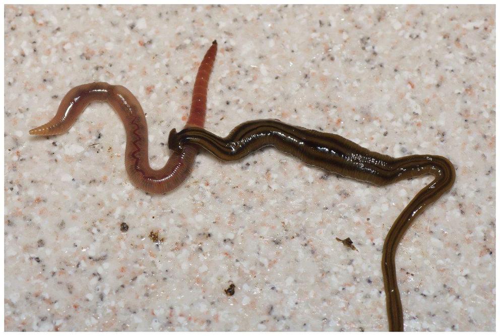 Bipalium kewense, feeding on an earthworm.