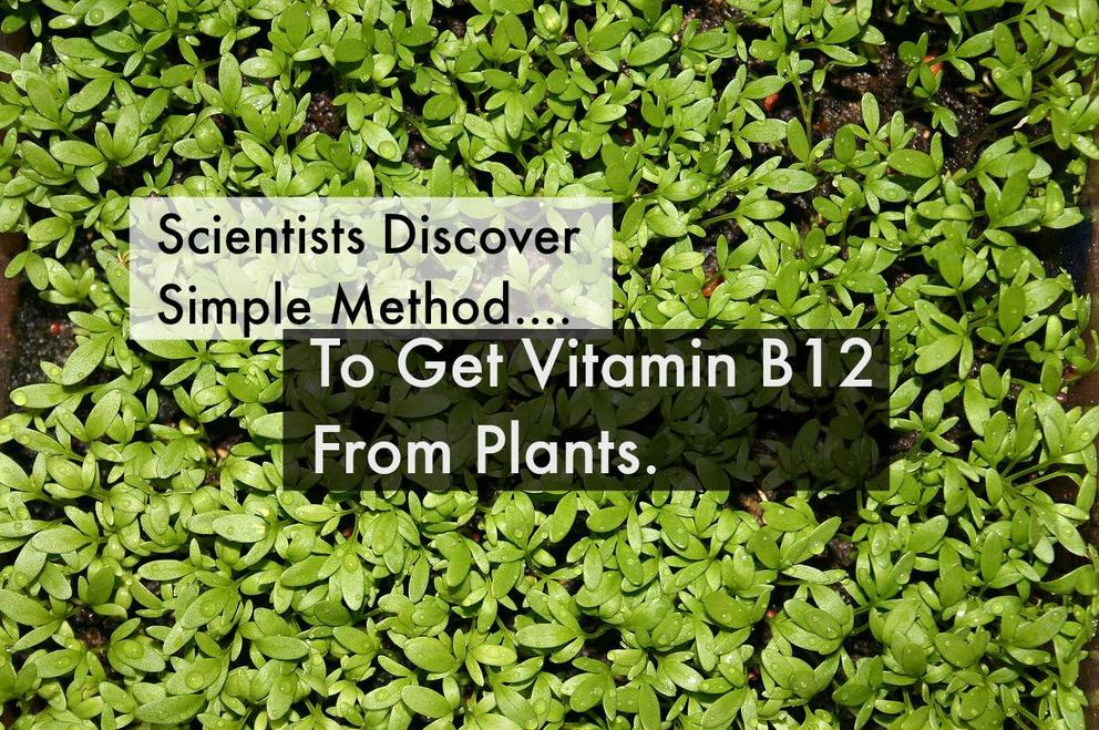 Scientists discover genius way to get Vitamin B12 naturally into vegan
