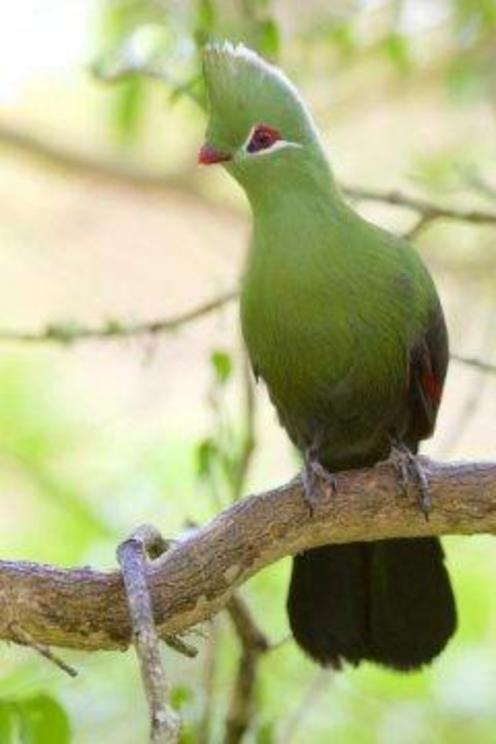 This is a Knysna Turaco (Tauraco corythaix), Wilderness, Western Cape, South Africa. Credit: Daniel J Field