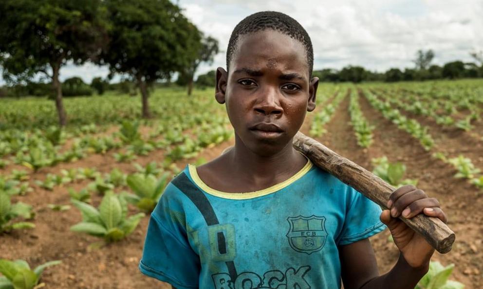 A 14-year-old boy at work on a tobacco plot in Kasungu district, Malawi. 