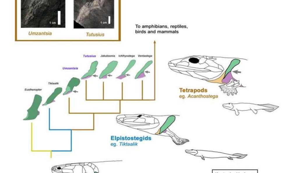 Infographic of evolution of the shoulder girdle across the fish to tetrapod transition. Includes the proposed position of the cleithra of Tutusius and Umzantsia.