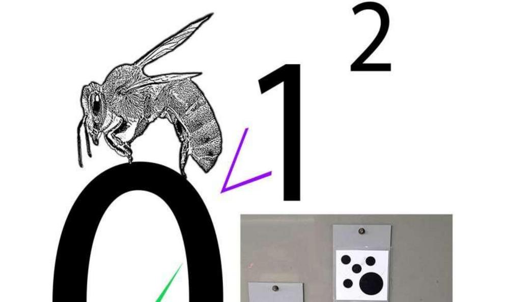 Schematic representation of how over a period of time bees learn to choose between combinations of numbers such that the lower number is correct, and then when presented with a problem of zero elements versus the higher numbers bees understand that zero i