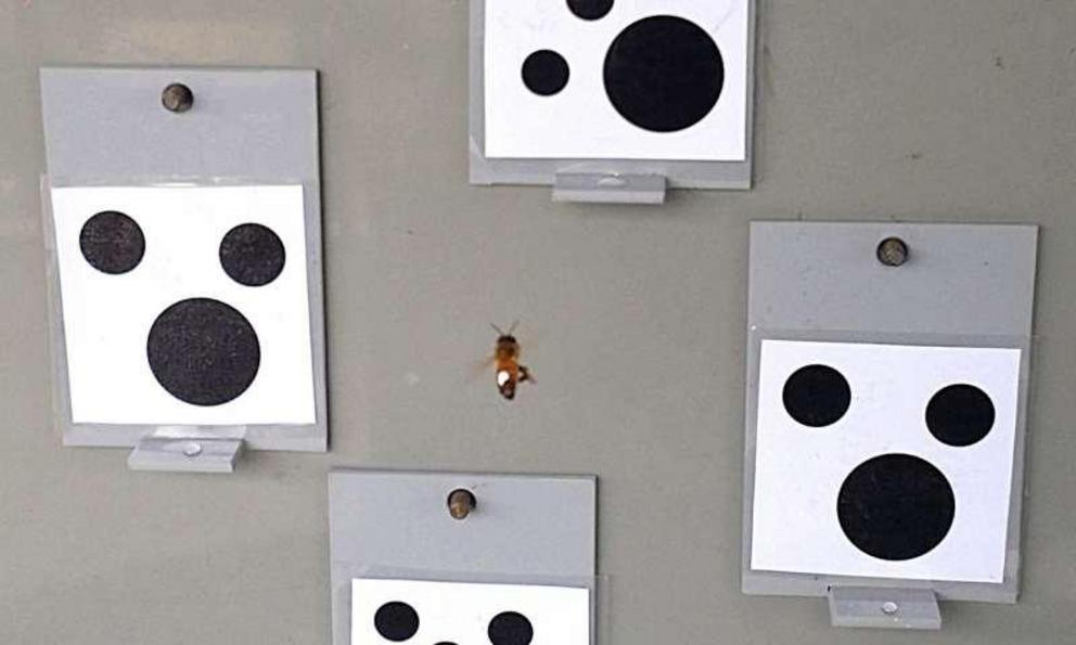 An individually marked honeybee inspects stimuli with either 3 or 4 elements before choosing to land on the correct “lower” number. After learning this type of rule with many combinations, bees understand that an unfamiliar presentation of an empty set is