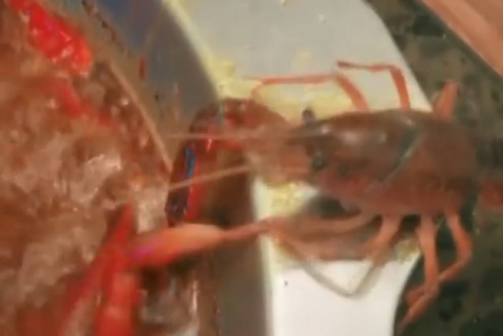 Diners at a restaurant in China witness a crayfish's cunning escape after it tears off its own claw