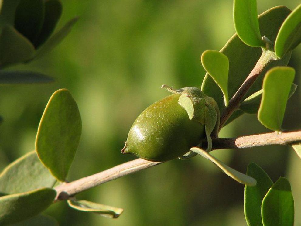 Jojoba oil is extracted from the nut of the jojoba plant, an indigenous shrub from arid regions in the U.S. and Mexico. 