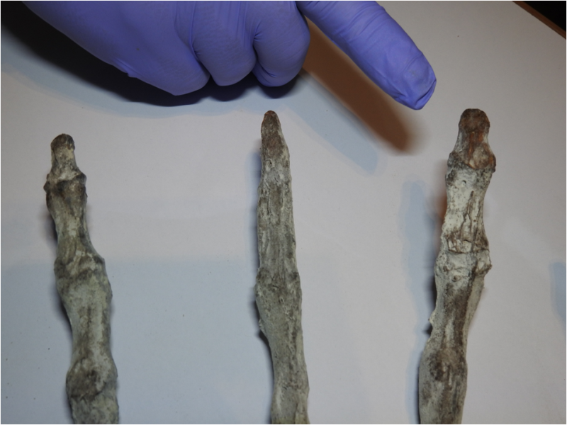 Three-fingered ‘alien Mummy’ Dug Up In Peru Could Be New Species Of ...