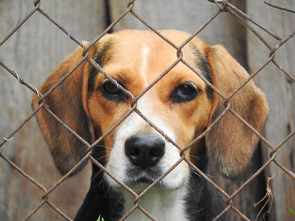 beagles-are-docile-and-trusting-and-that-s-why-corporations-use-them-for-lab-tests-nexus