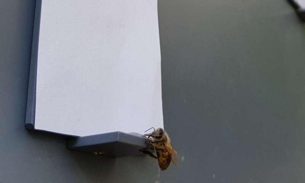 Trained to pick the lowest number out of a series of options, a honeybee chooses a blank image, revealing an understanding of the concept of zero.