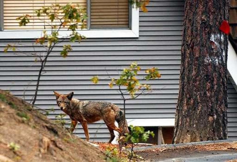 In this Sunday, Nov. 2, 2003 file photo, a coyote wanders through a neighborhood in Cedar Glen, Calif., in the San Bernardino Mountains. Scientists have long known that human activity disrupts nature. And the latest research released on Thursday, June 14,