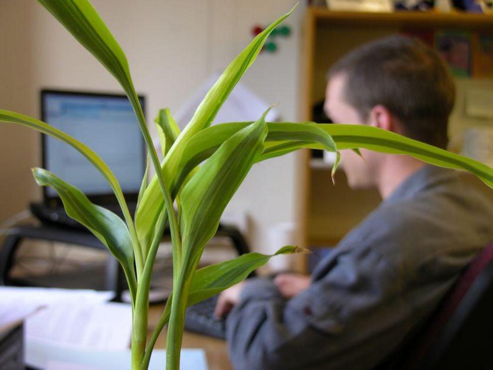 Plants in your work space can help lower stress levels.