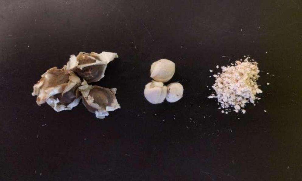 (left) Unshelled M. oleifera seeds, (middle) shelled seeds, (right) crushed seeds before protein extraction 