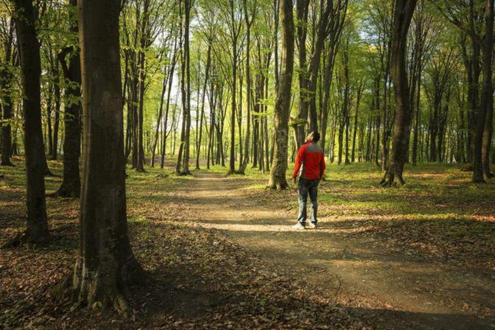 A walk in the forest can help alleviate stress.