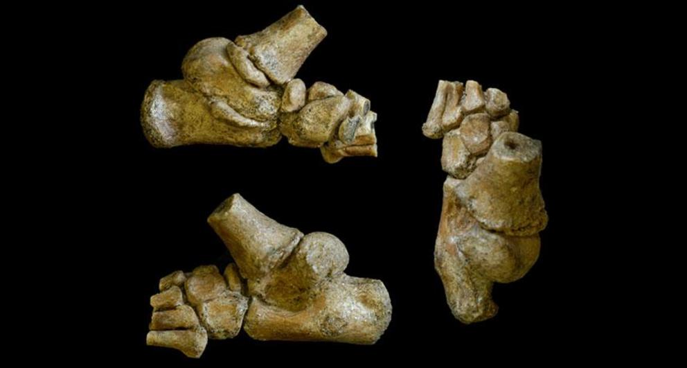 A fossil of an ancient hominid child’s foot (shown here from different angles) suggests that members of Lucy’s species, Australopithecus afarensis, walked upright early in life.  