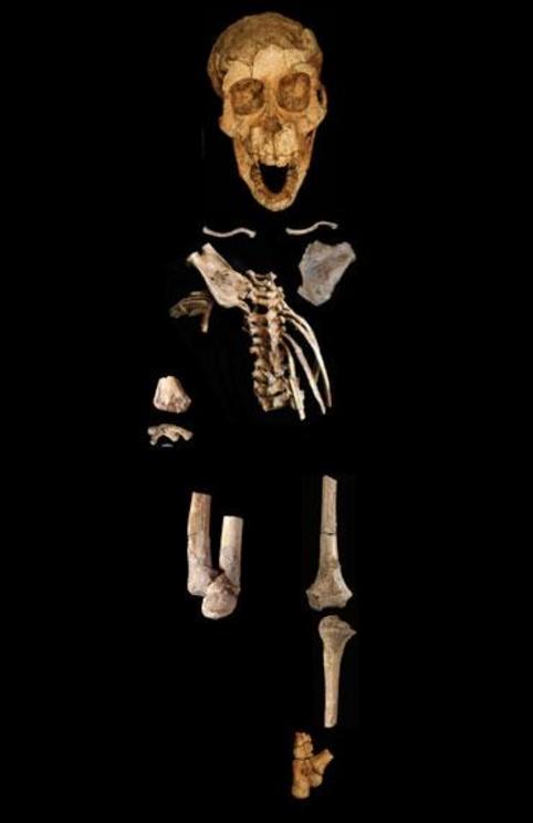 A 3.3-million-year-old hominid child’s partial skeleton includes part of the left foot (bottom right), which scientists have analyzed in a new study.