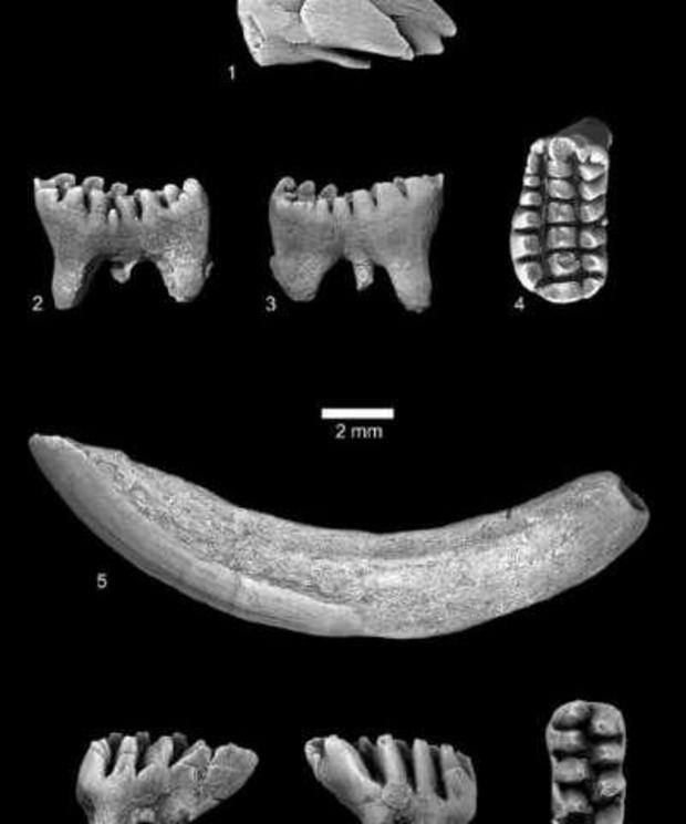 C. kakwa were multituberculate mammals, meaning that their teeth have many cusps, or tubercles, arranged in rows.