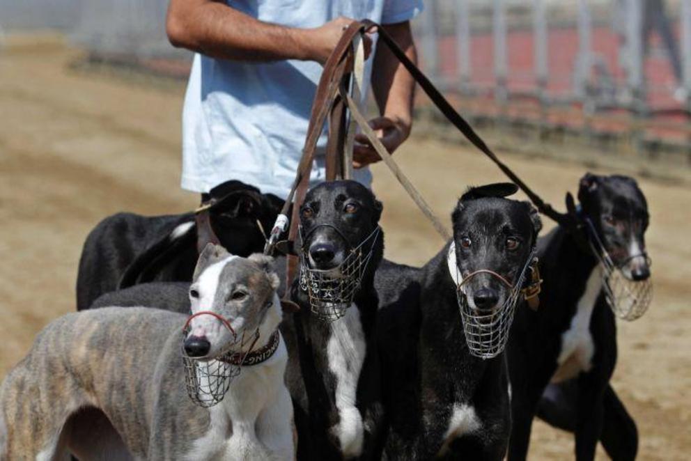 Animal rights groups are concerned for the dogs welfare, the majority of which are from Australia.