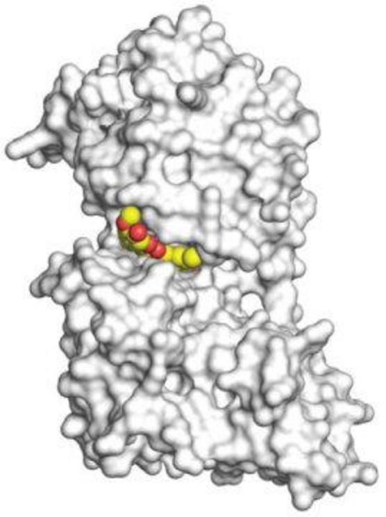 A 3D image, obtained using x-ray crystallography, shows curcumin in yellow and red binding to kinase enzyme dual-specificity tyrosine-regulated kinase 2 (DYRK2) in white at the atomic level.