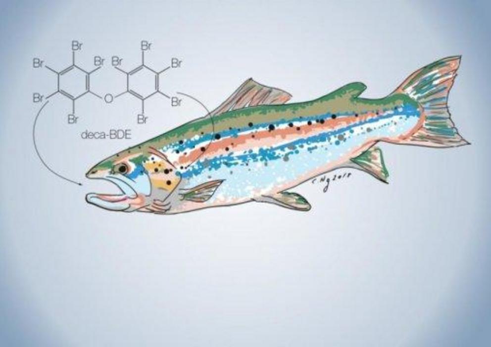 Organic pollutants hazardous to human health may contaminate farm-raised Atlantic salmon if their feed is sourced from regions with little or no environmental regulations.