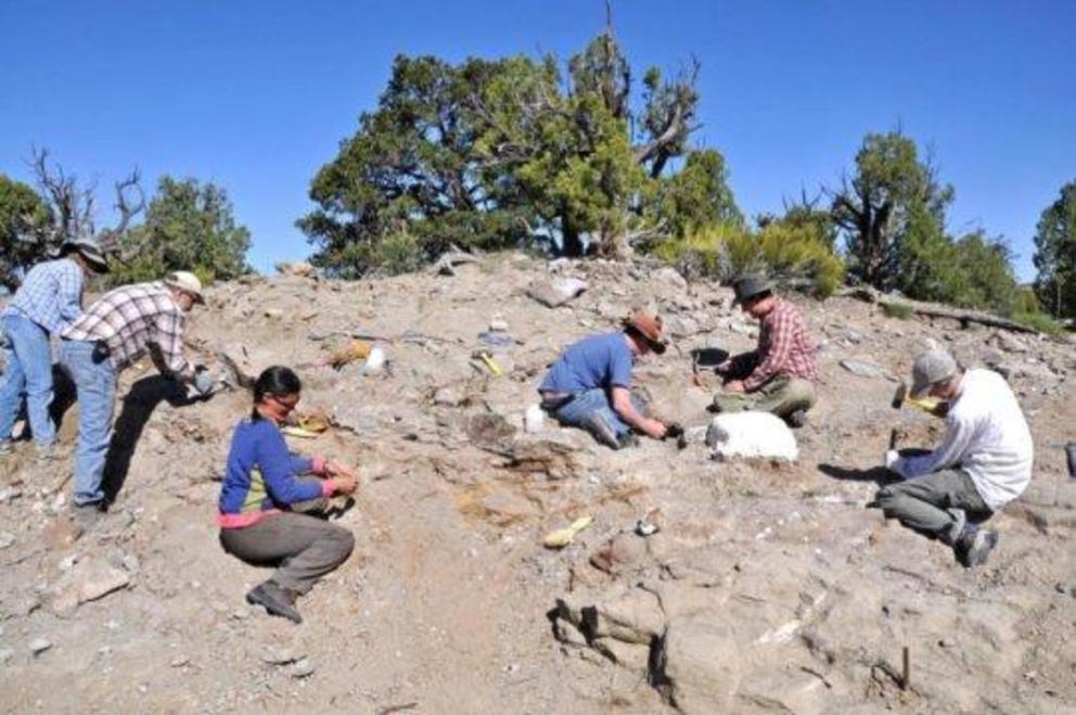 A Natural History Museum of Utah field crew excavate bones from the skeleton of Akainacephalus johnsoni in 2009.