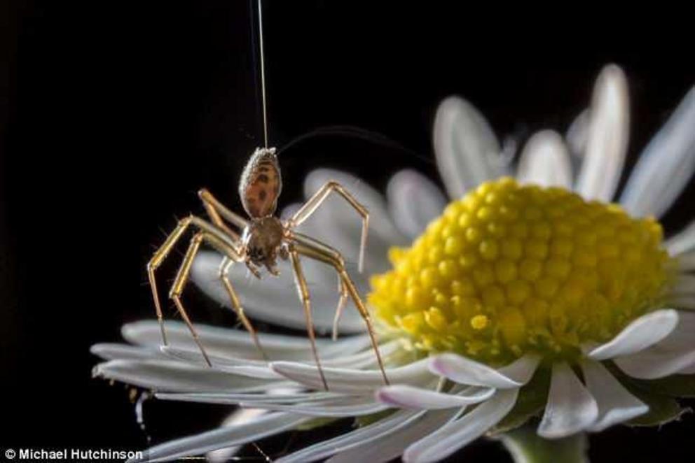 The mystery of how spiders can fly for thousands of miles even in the absence of wind may have an electrifying solution. Experts believe arachnids make use of charge in the atmosphere to power their journeys. Pictured - A ballooning spider a tiptoe stance