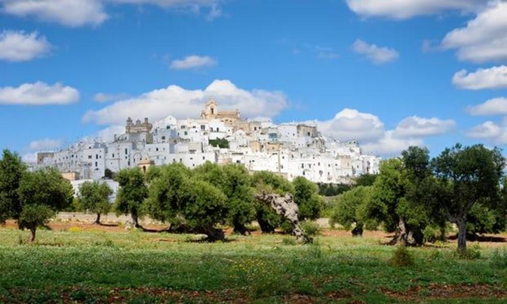 Olive groves surround the city of Ostuni in Puglia.