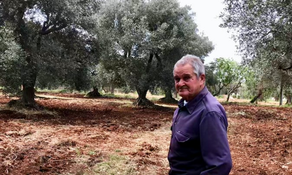  Farmer Ciccio Manelli, 81, fears for the future of his still healthy ancient olive trees. 