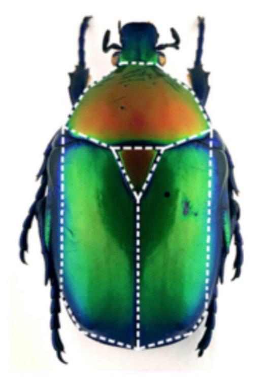 Dorsal view of a Protaetia speciose beetle